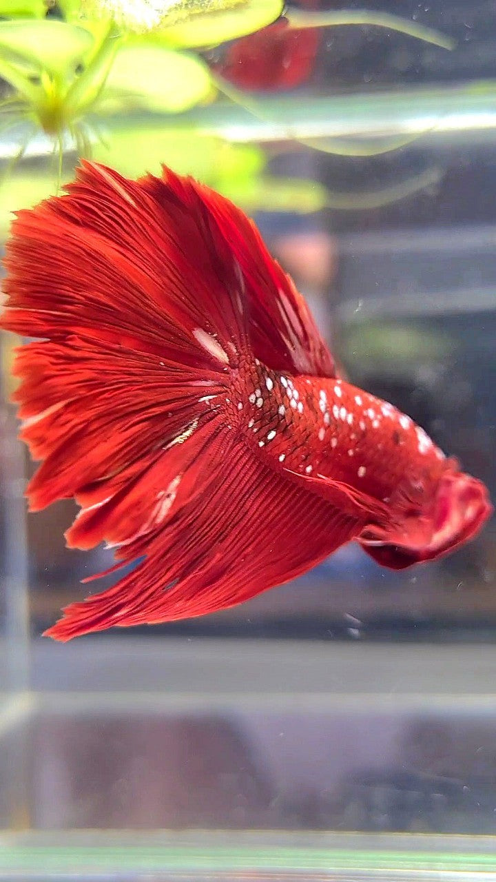 HALFMOON ROSETAIL RED GOLD GALAXY RGG BETTA FISH