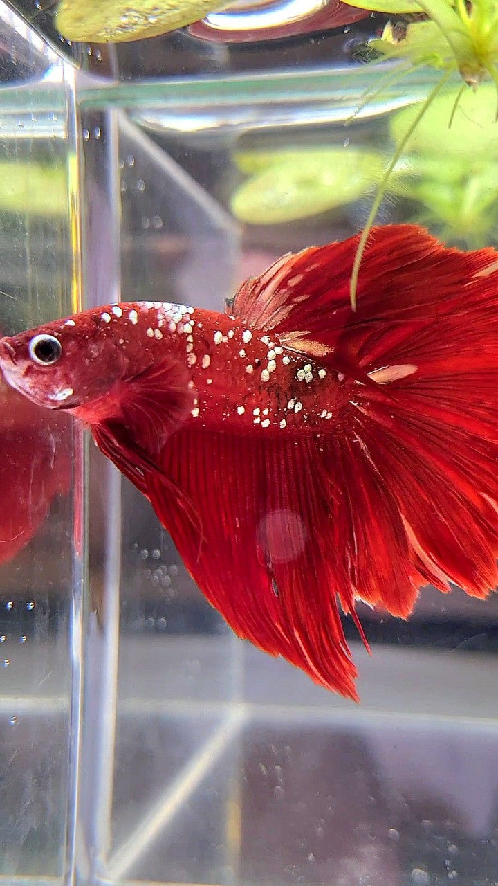 HALFMOON ROSETAIL RED GOLD GALAXY RGG BETTA FISH