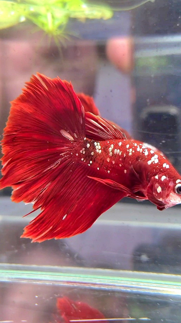 HALFMOON ROSETAIL RED GOLD GALAXY RGG BETTA FISH