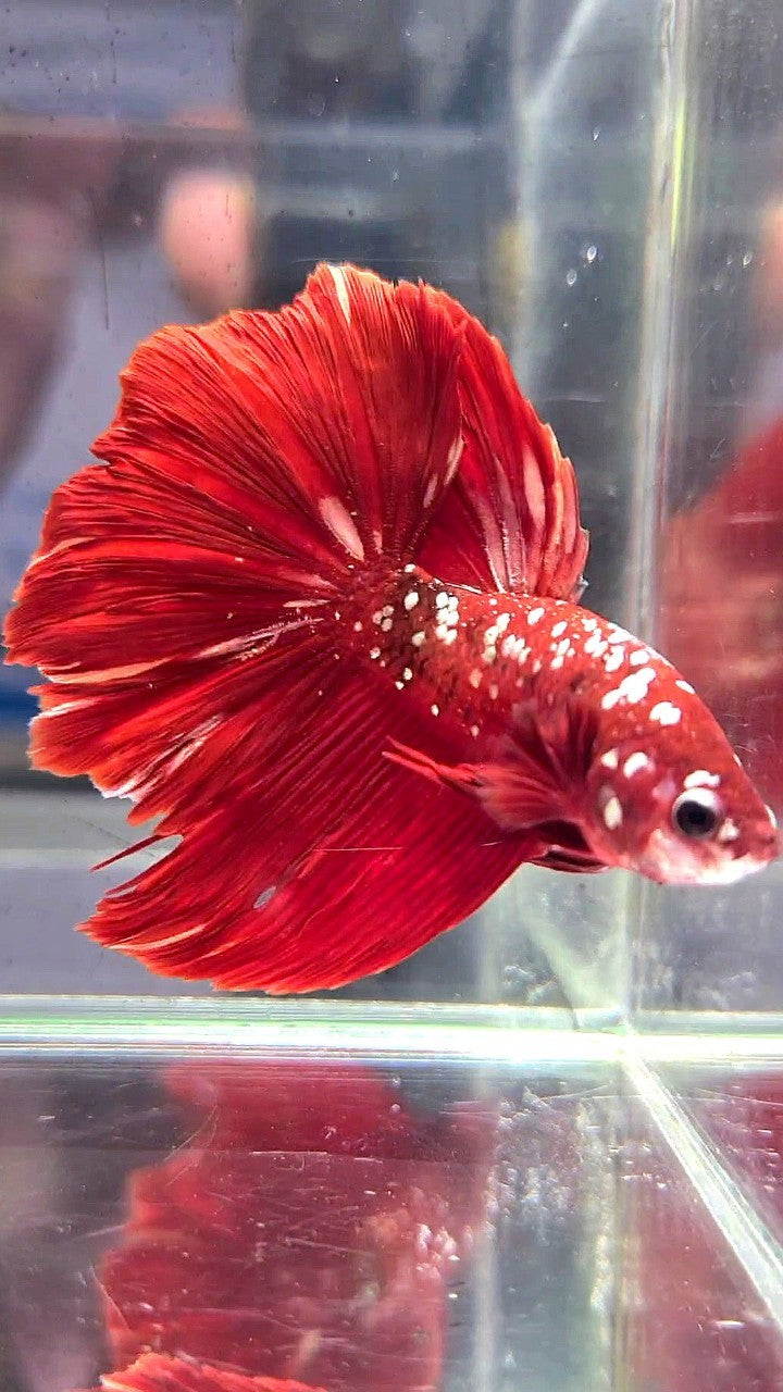 HALFMOON ROSETAIL RED GOLD GALAXY RGG BETTA FISH