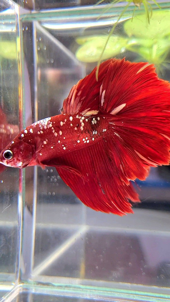 HALFMOON ROSETAIL RED GOLD GALAXY RGG BETTA FISH