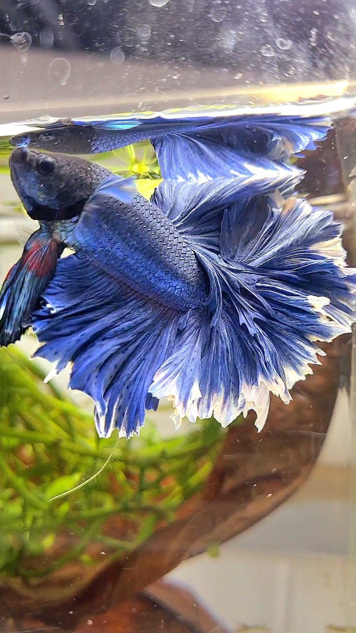 XL HALFMOON FEATHER TAIL BLUE BETTA FISH