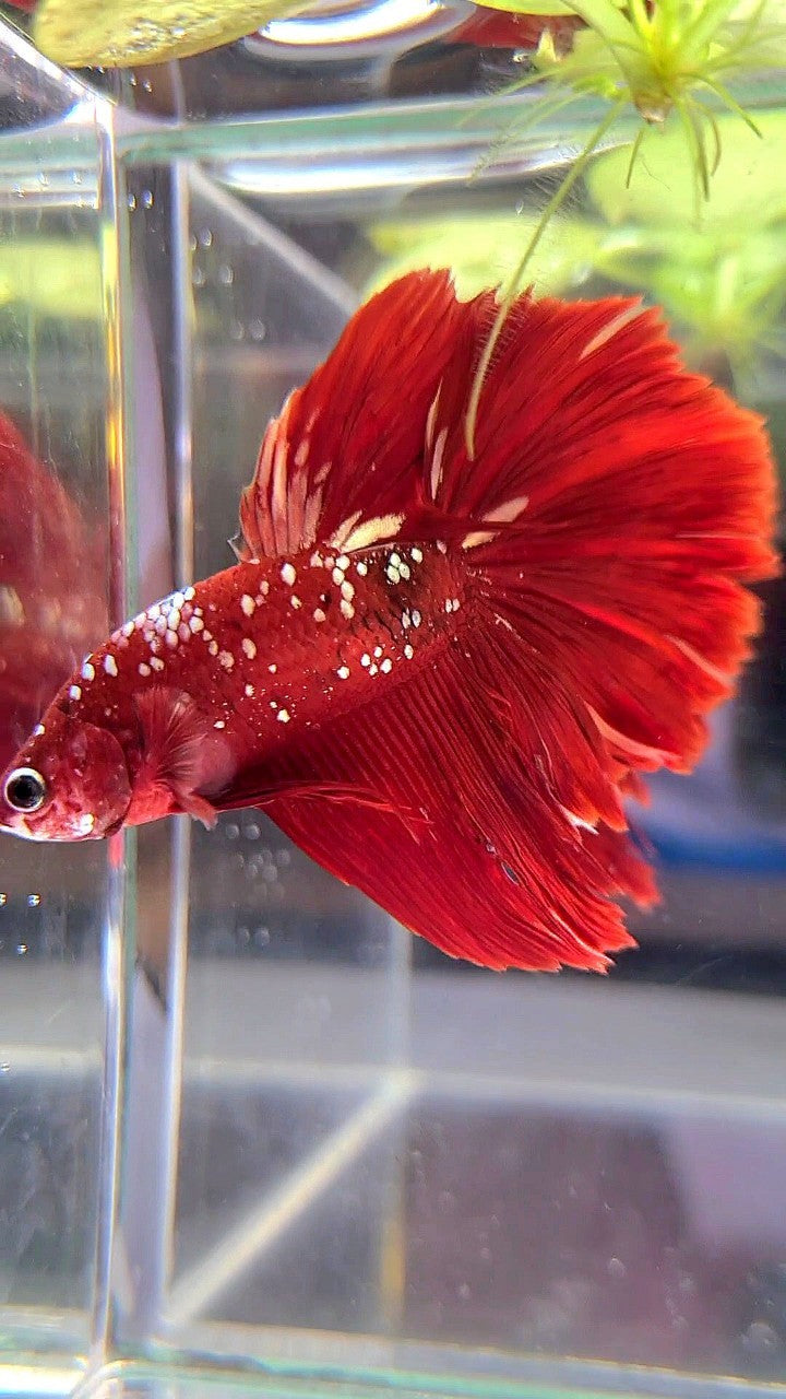 HALFMOON ROSETAIL RED GOLD GALAXY RGG BETTA FISH