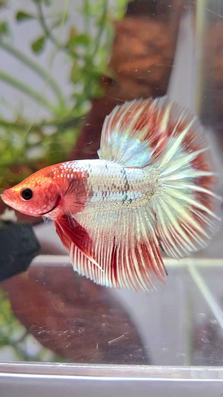 HALFMOON ORANGE FCCP STARTAIL BETTA FISH