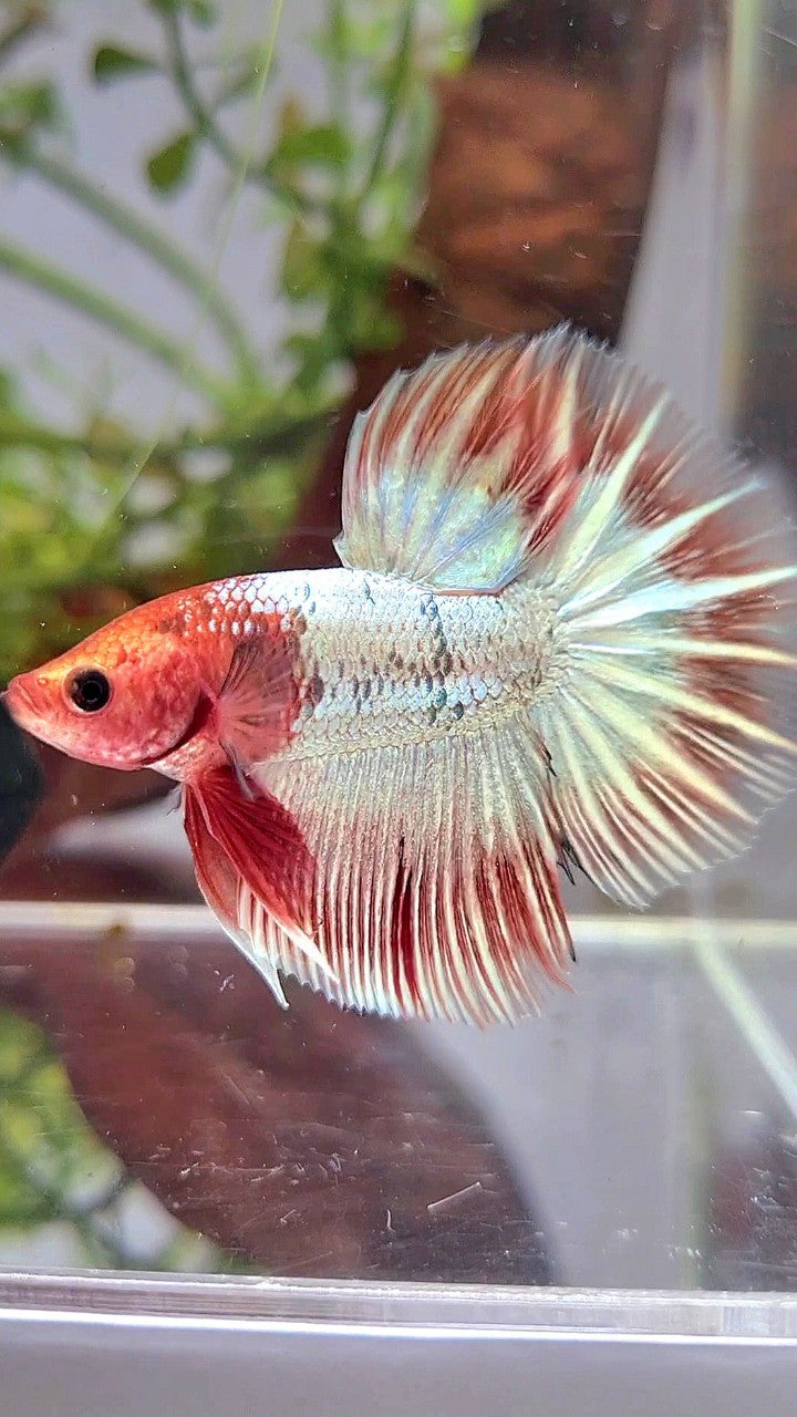 HALFMOON ORANGE FCCP STARTAIL BETTA FISH