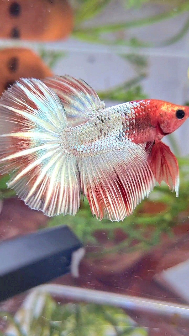 HALFMOON ORANGE FCCP STARTAIL BETTA FISH