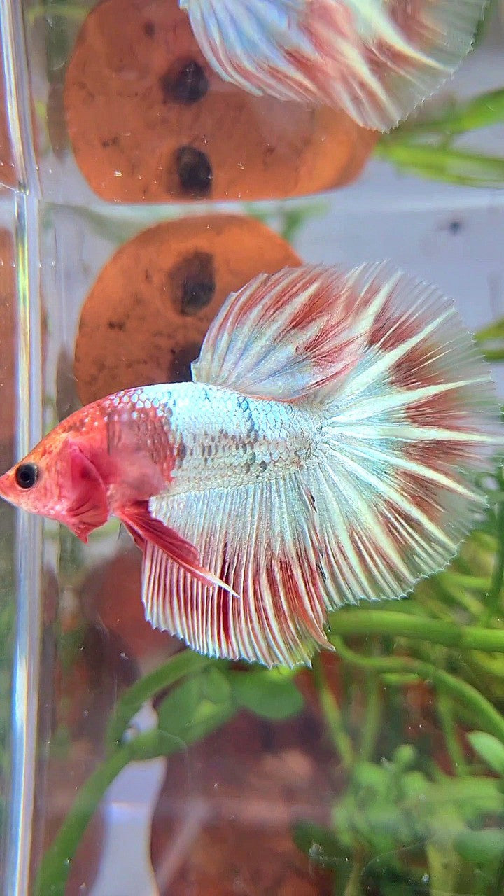 HALFMOON ORANGE FCCP STARTAIL BETTA FISH