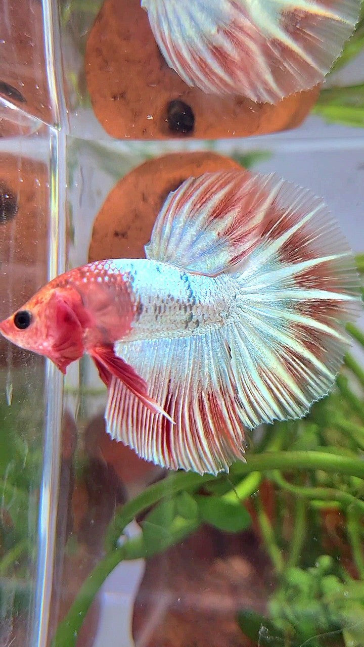 HALFMOON ORANGE FCCP STARTAIL BETTA FISH