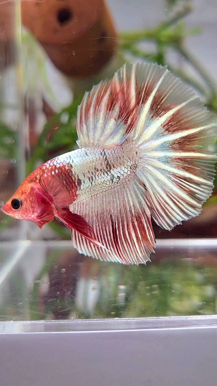 HALFMOON ORANGE FCCP STARTAIL BETTA FISH