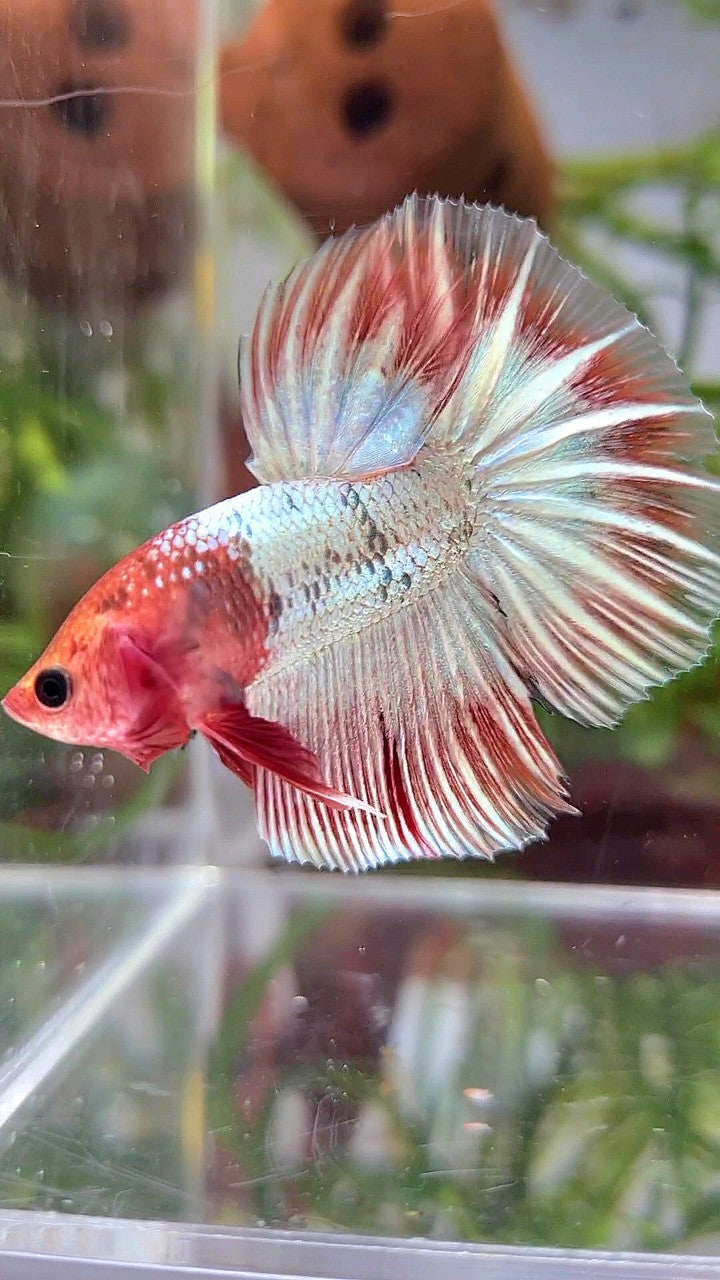 HALFMOON ORANGE FCCP STARTAIL BETTA FISH