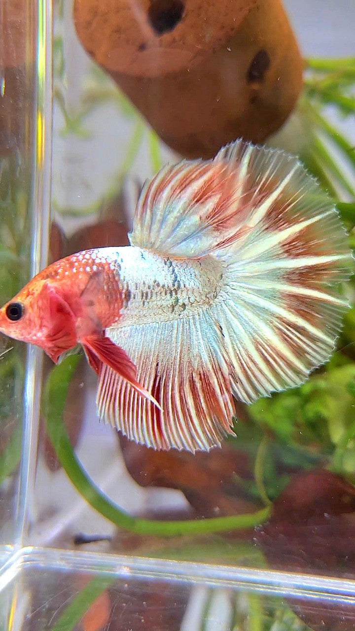 HALFMOON ORANGE FCCP STARTAIL BETTA FISH