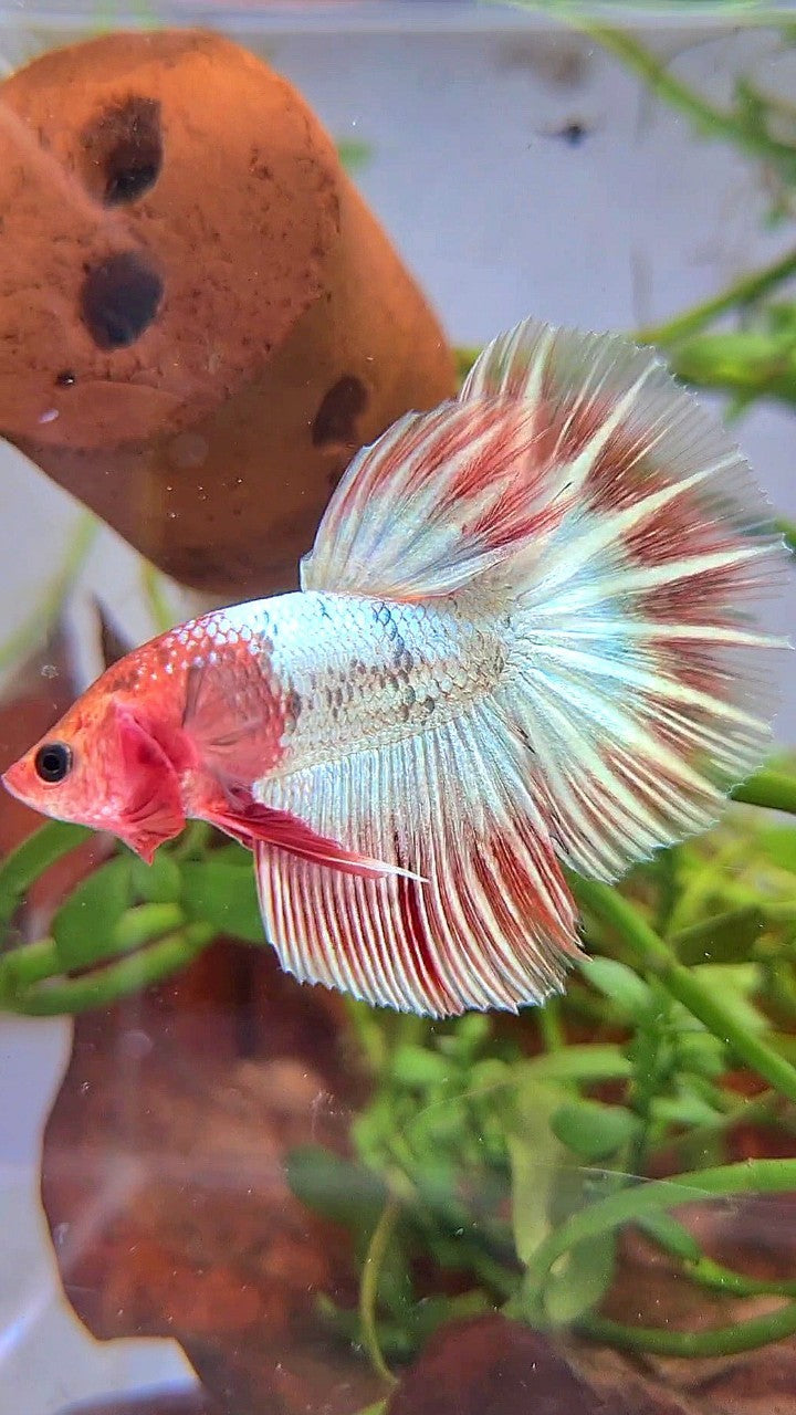 HALFMOON ORANGE FCCP STARTAIL BETTA FISH