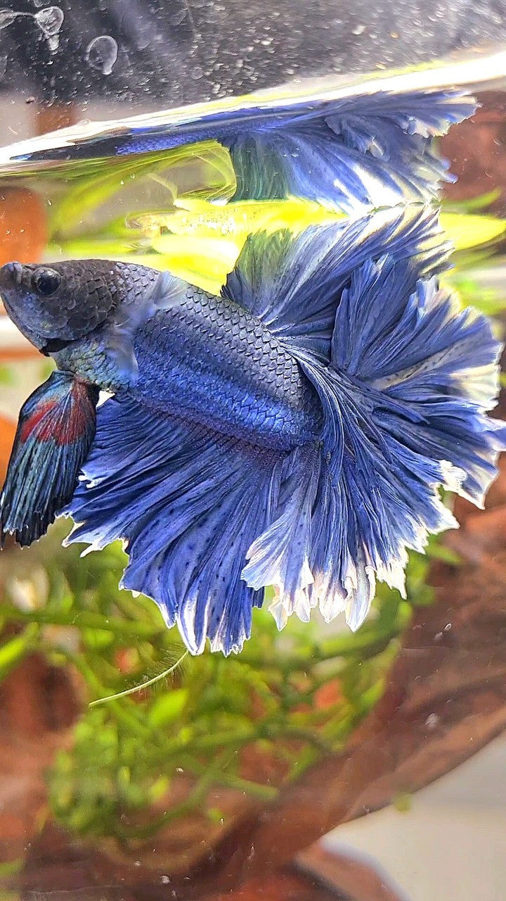 XL HALFMOON FEATHER TAIL BLUE BETTA FISH