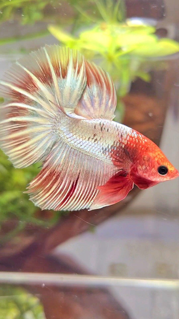 HALFMOON ORANGE FCCP STARTAIL BETTA FISH