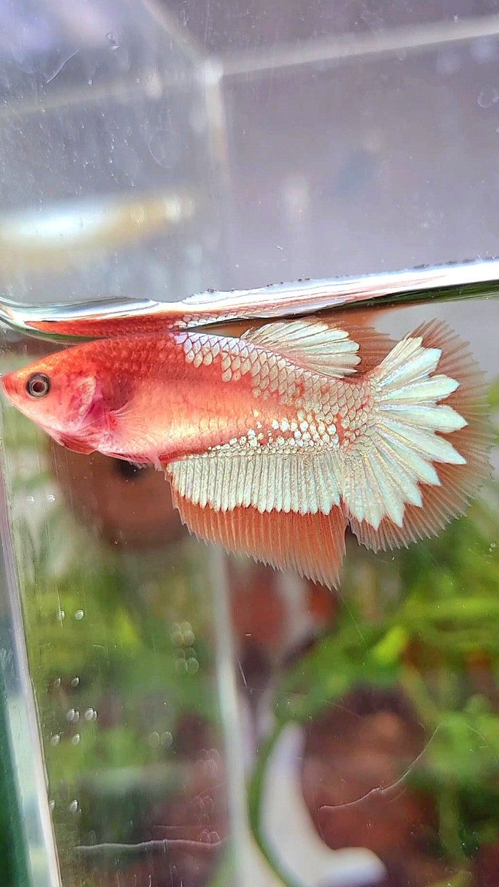 FEMALE HALFMOON ORANGE FCCP STARTAIL BETTA FISH