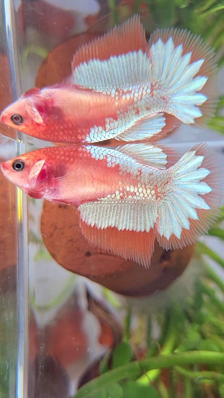 FEMALE HALFMOON ORANGE FCCP STARTAIL BETTA FISH