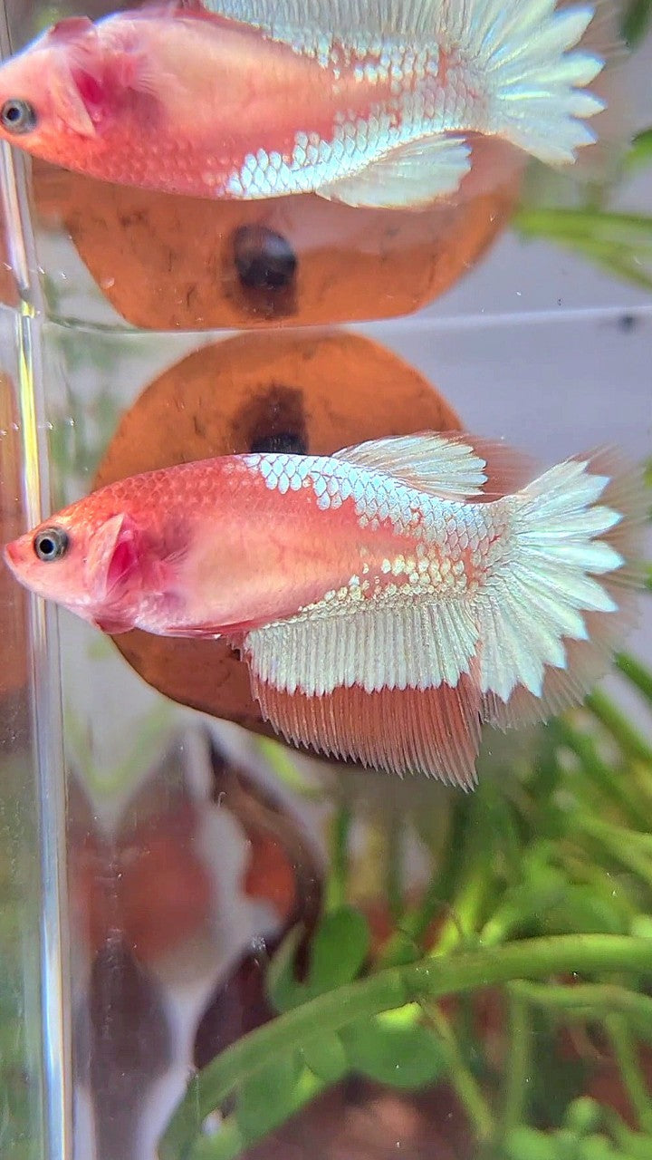 FEMALE HALFMOON ORANGE FCCP STARTAIL BETTA FISH