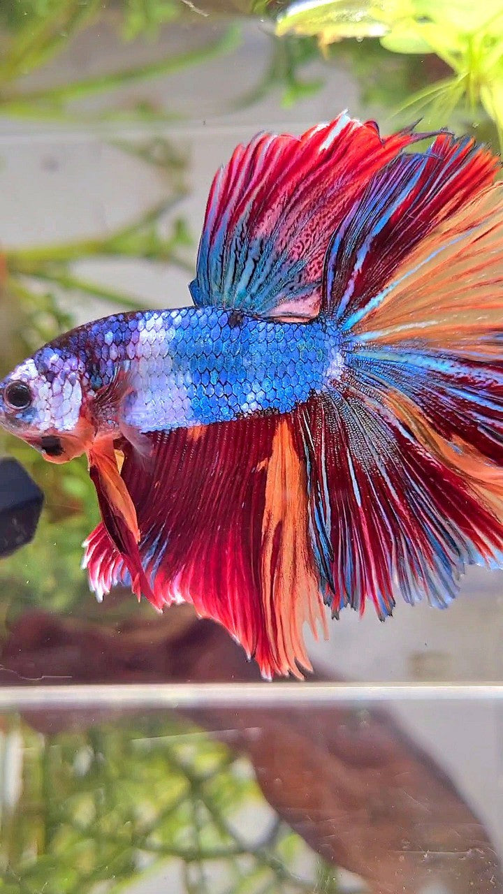 XL HALFMOON ROSETAIL BLUE PURPLE FANCY NEMO MULTICOLOR BETTA FISH