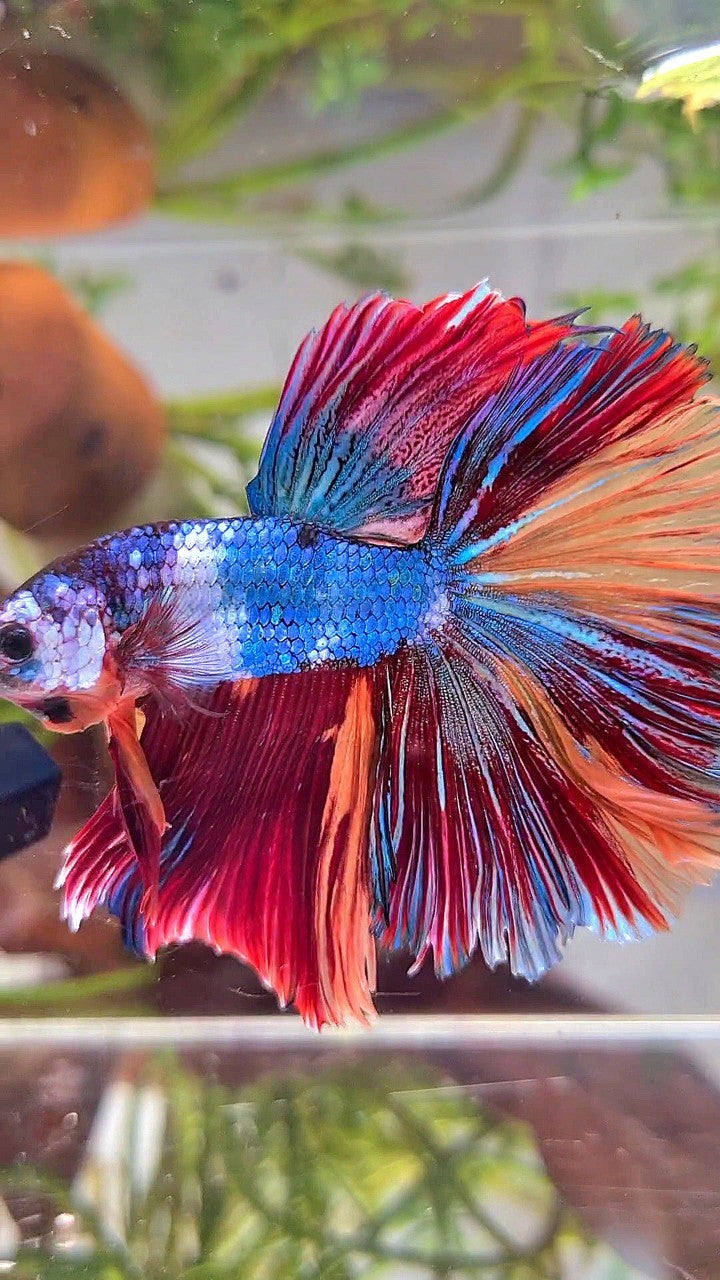 XL HALFMOON ROSETAIL BLUE PURPLE FANCY NEMO MULTICOLOR BETTA FISH