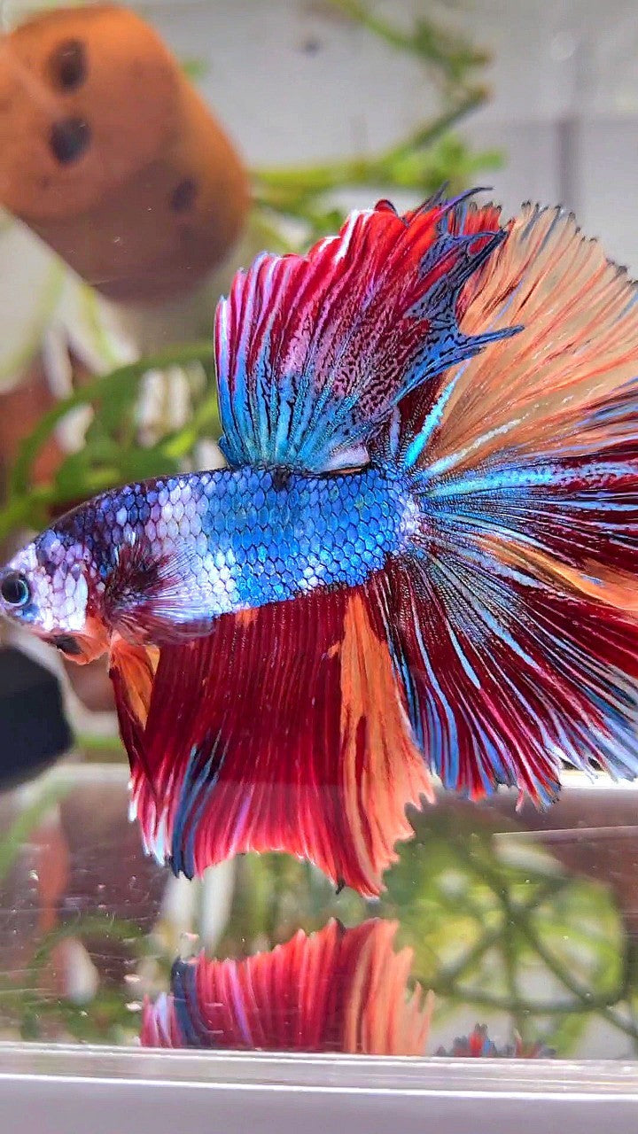 XL HALFMOON ROSETAIL BLUE PURPLE FANCY NEMO MULTICOLOR BETTA FISH