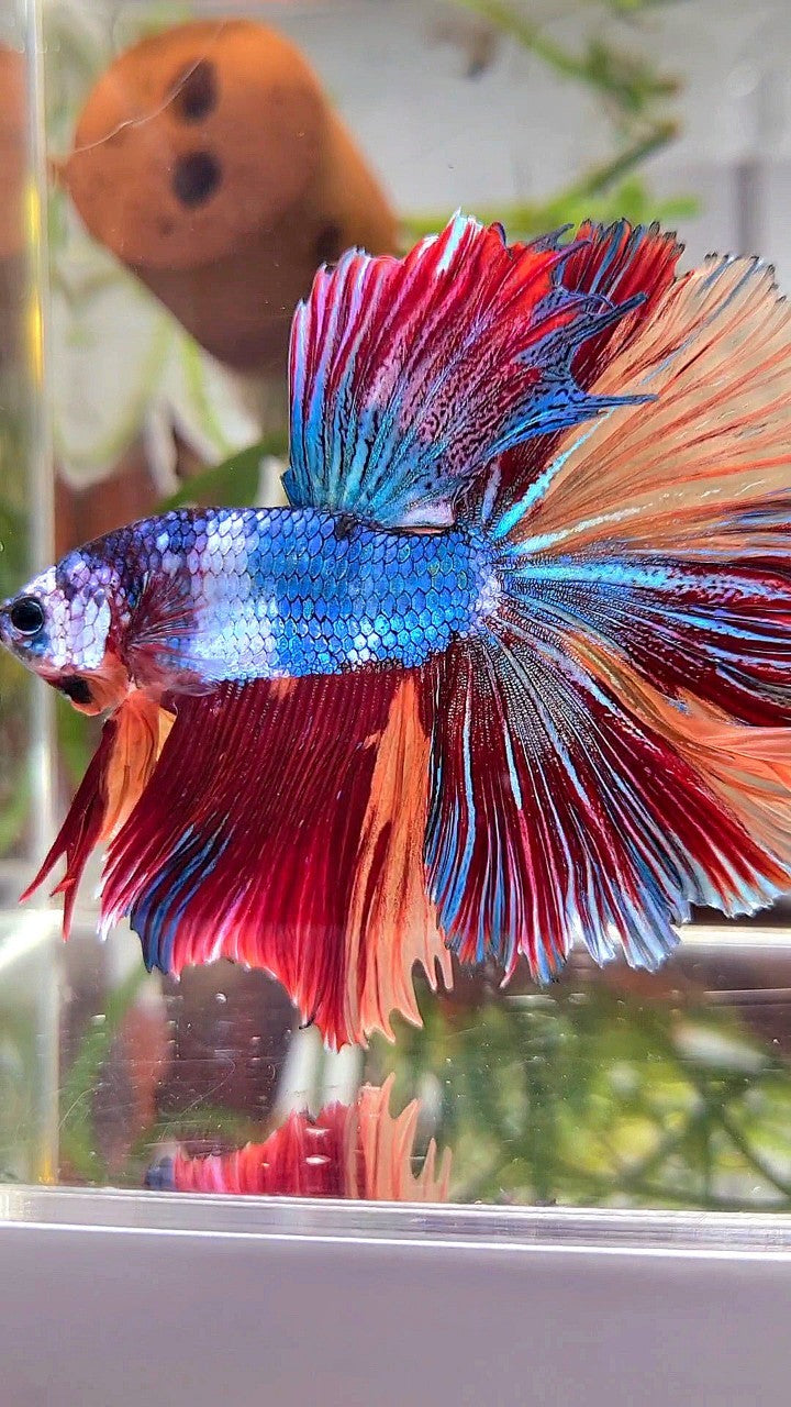 XL HALFMOON ROSETAIL BLUE PURPLE FANCY NEMO MULTICOLOR BETTA FISH