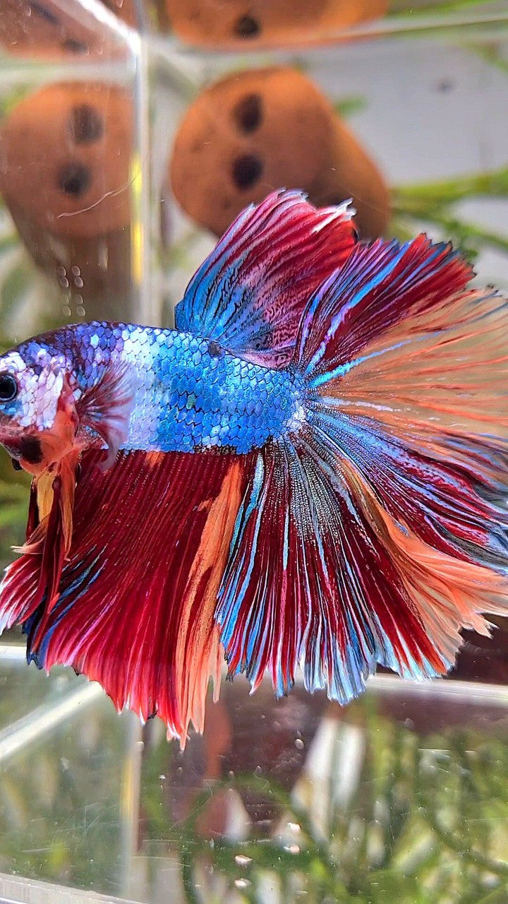 XL HALFMOON ROSETAIL BLUE PURPLE FANCY NEMO MULTICOLOR BETTA FISH