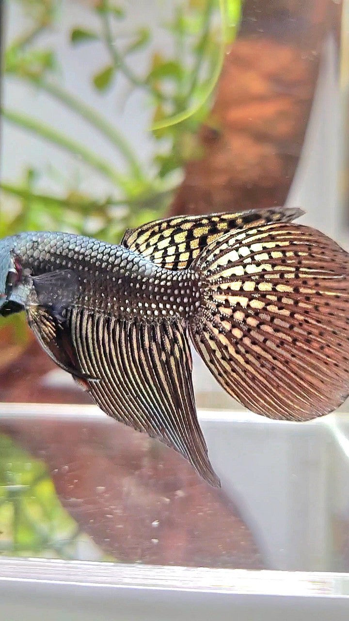 VEILTAIL ALIEN COPPER HYBRID WILD BETTA FISH