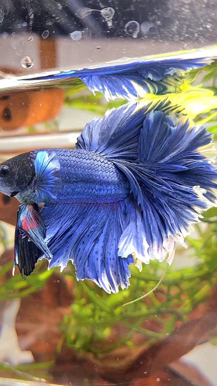 XL HALFMOON FEATHER TAIL BLUE BETTA FISH