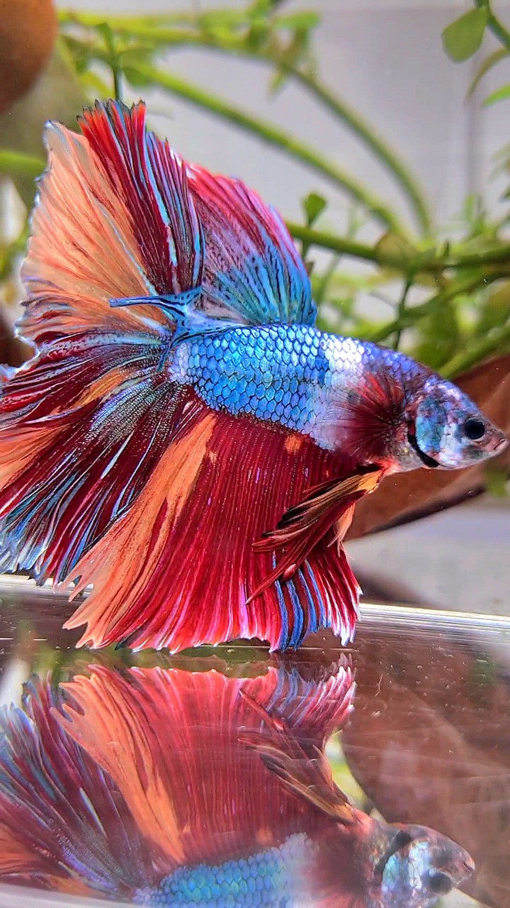 XL HALFMOON ROSETAIL BLUE PURPLE FANCY NEMO MULTICOLOR BETTA FISH