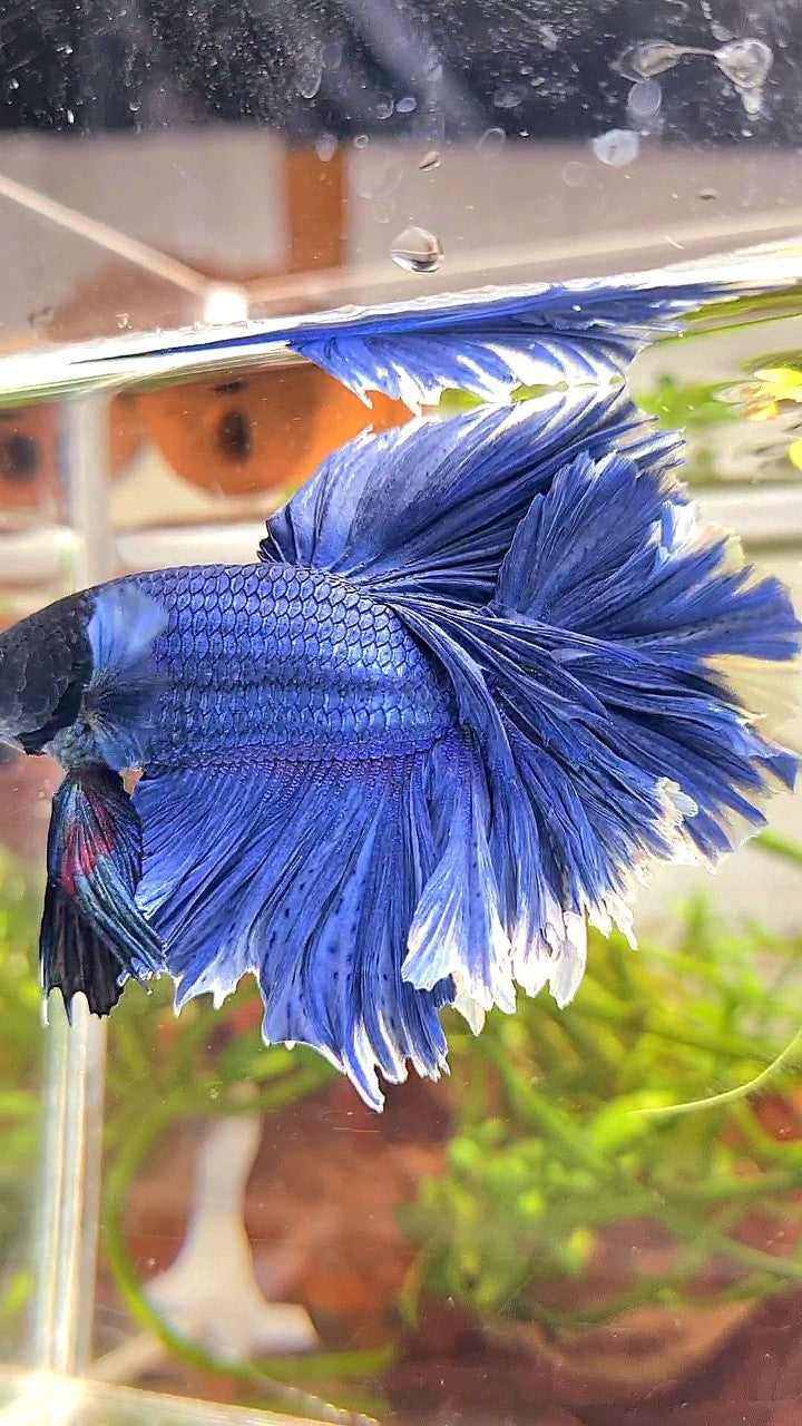 XL HALFMOON FEATHER TAIL BLUE BETTA FISH