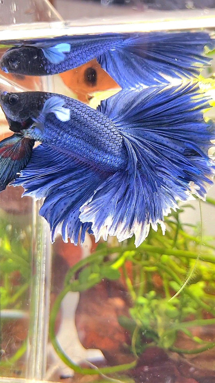 XL HALFMOON FEATHER TAIL BLUE BETTA FISH