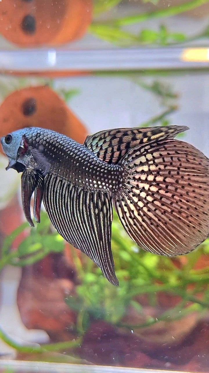 VEILTAIL ALIEN COPPER HYBRID WILD BETTA FISH