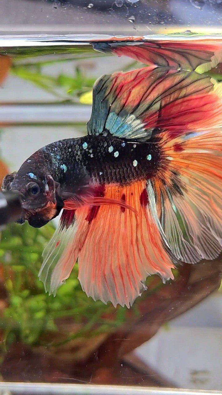 XL HALFMOON ROSETAIL BLACK GALAXY COPPER AVATAR ORANGE VARIATION BETTA FISH