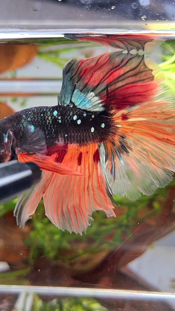 XL HALFMOON ROSETAIL BLACK GALAXY COPPER AVATAR ORANGE VARIATION BETTA FISH