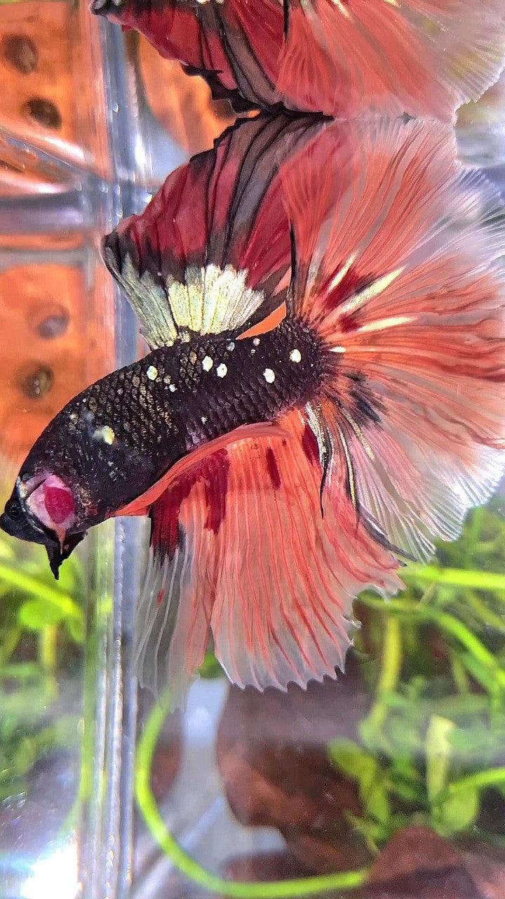 XL HALFMOON ROSETAIL BLACK GALAXY COPPER AVATAR ORANGE VARIATION BETTA FISH