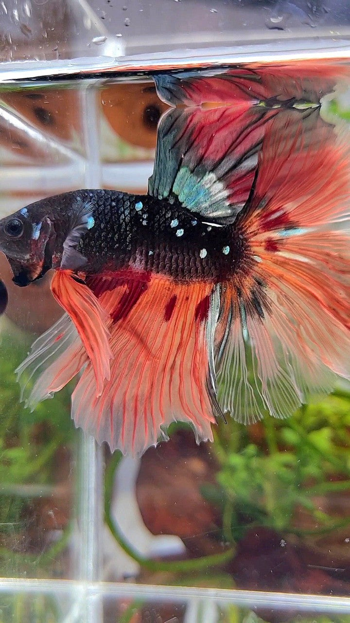 XL HALFMOON ROSETAIL BLACK GALAXY COPPER AVATAR ORANGE VARIATION BETTA FISH