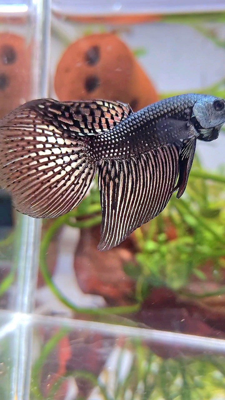 VEILTAIL ALIEN COPPER HYBRID WILD BETTA FISH