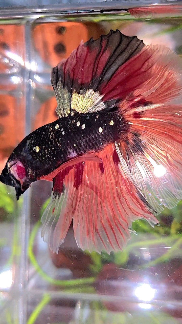 XL HALFMOON ROSETAIL BLACK GALAXY COPPER AVATAR ORANGE VARIATION BETTA FISH