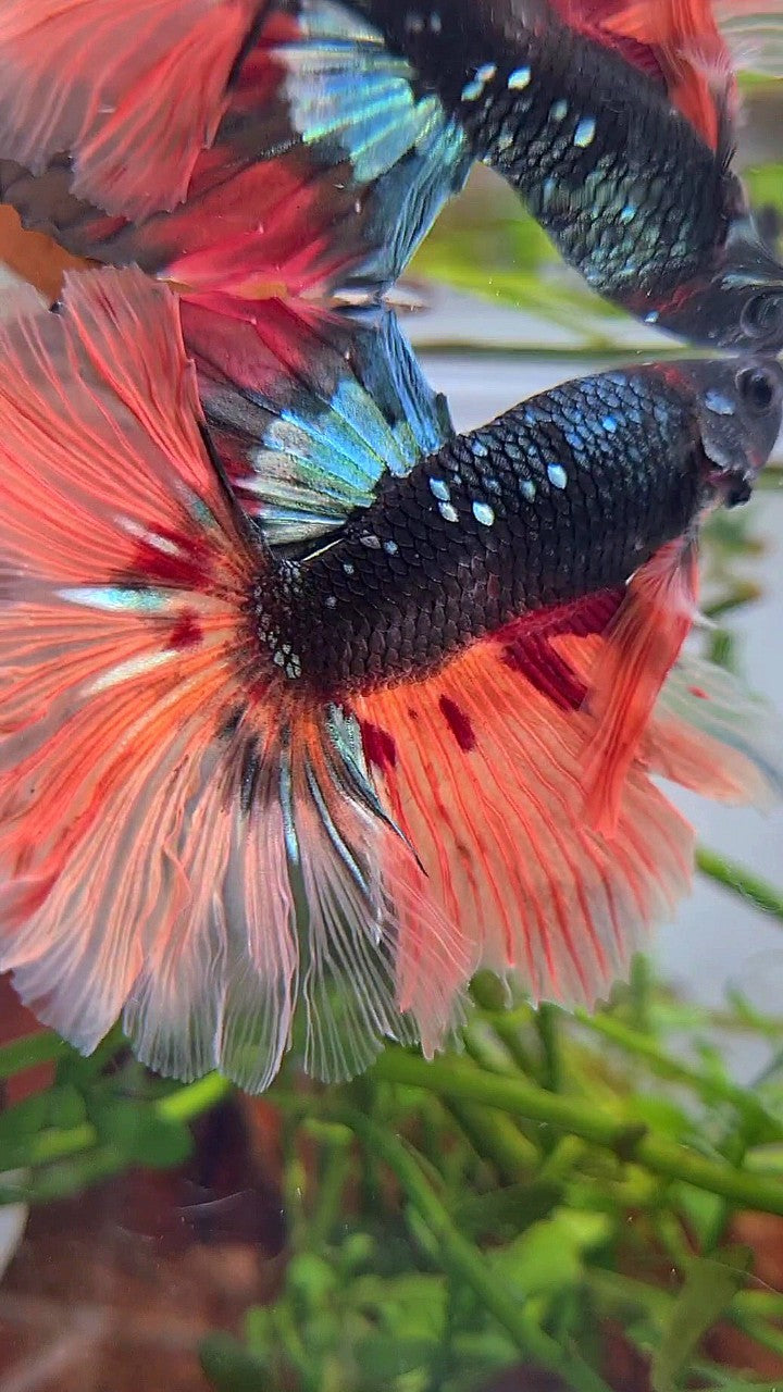 XL HALFMOON ROSETAIL BLACK GALAXY COPPER AVATAR ORANGE VARIATION BETTA FISH