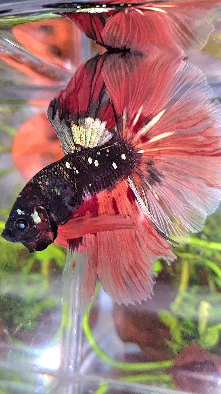 XL HALFMOON ROSETAIL BLACK GALAXY COPPER AVATAR ORANGE VARIATION BETTA FISH