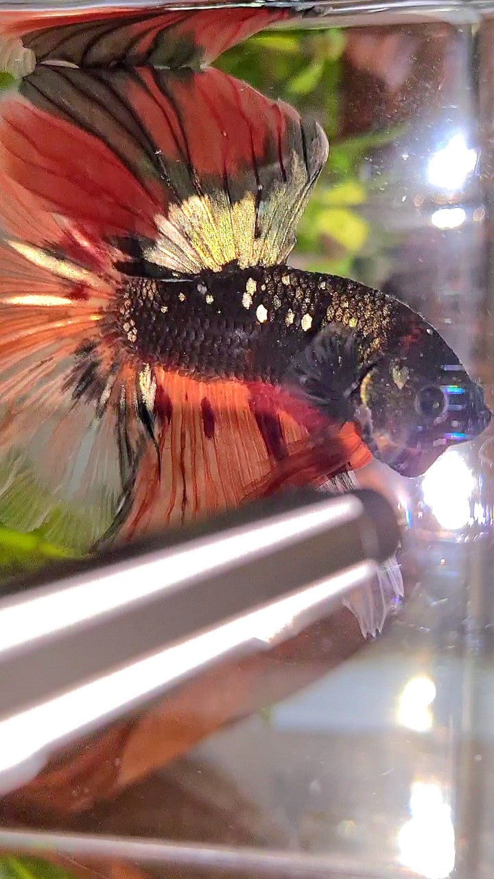 XL HALFMOON ROSETAIL BLACK GALAXY COPPER AVATAR ORANGE VARIATION BETTA FISH