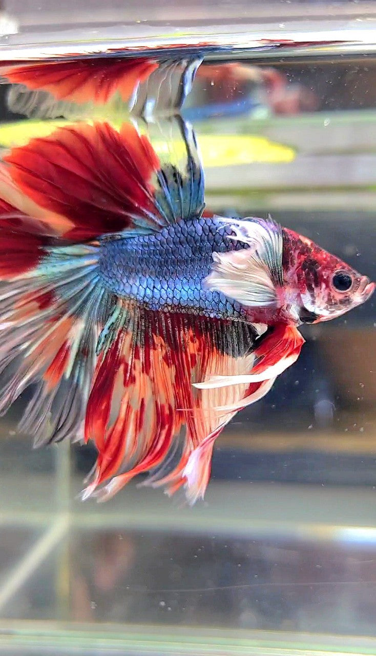 XL HALFMOON DUMBO EAR UNIQUE BLUE FANCY FIRE NEMO MULTICOLOR BETTA FISH