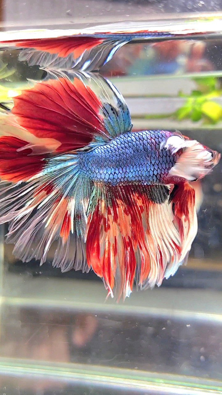 XL HALFMOON DUMBO EAR UNIQUE BLUE FANCY FIRE NEMO MULTICOLOR BETTA FISH