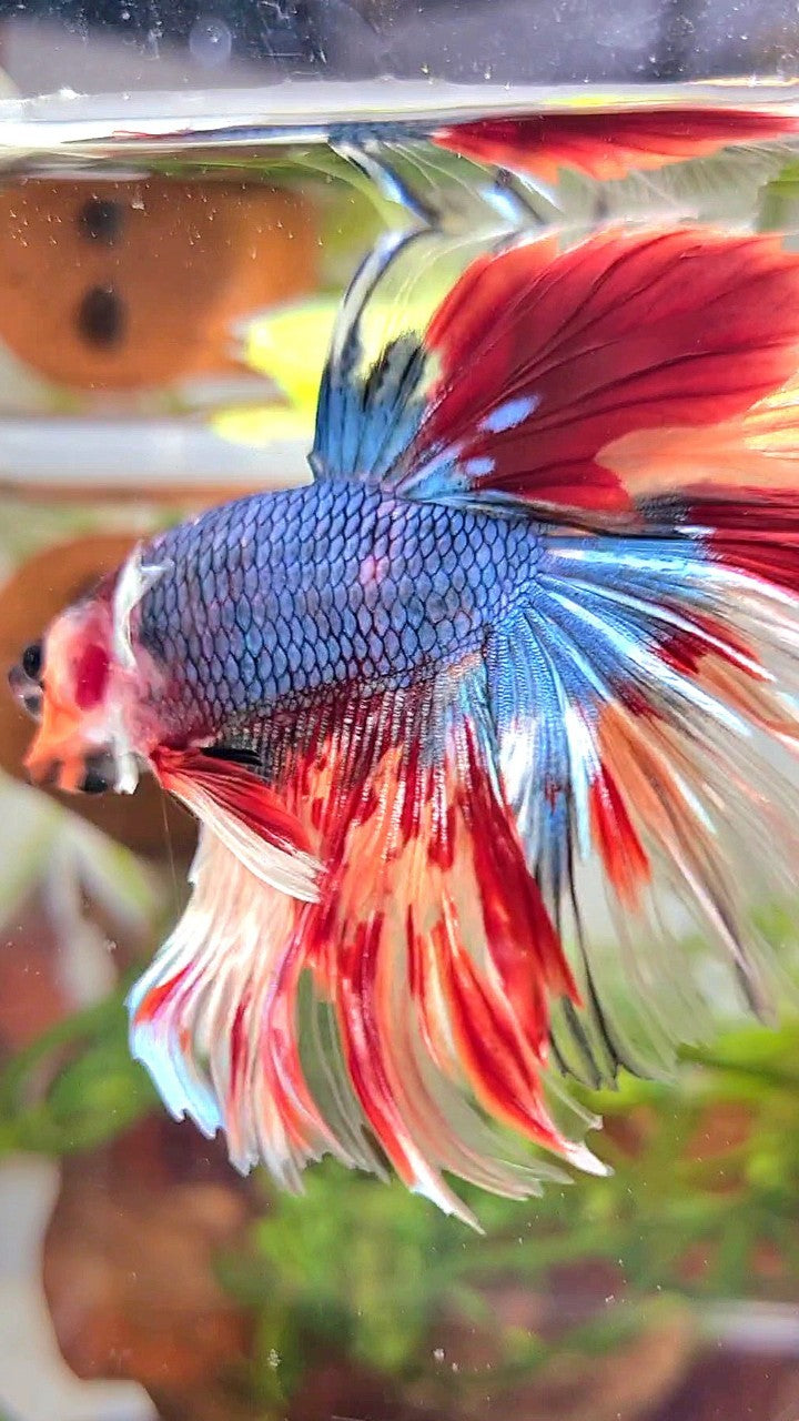 XL HALFMOON DUMBO EAR UNIQUE BLUE FANCY FIRE NEMO MULTICOLOR BETTA FISH