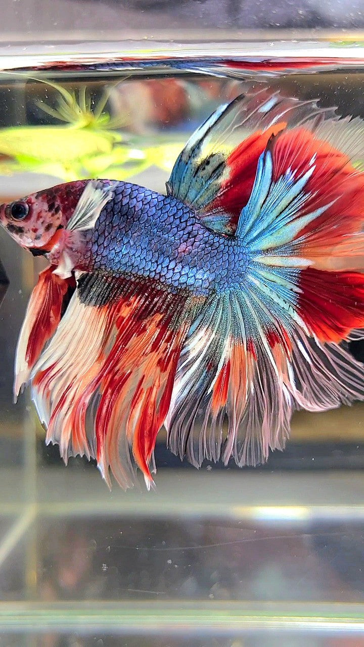 XL HALFMOON DUMBO EAR UNIQUE BLUE FANCY FIRE NEMO MULTICOLOR BETTA FISH