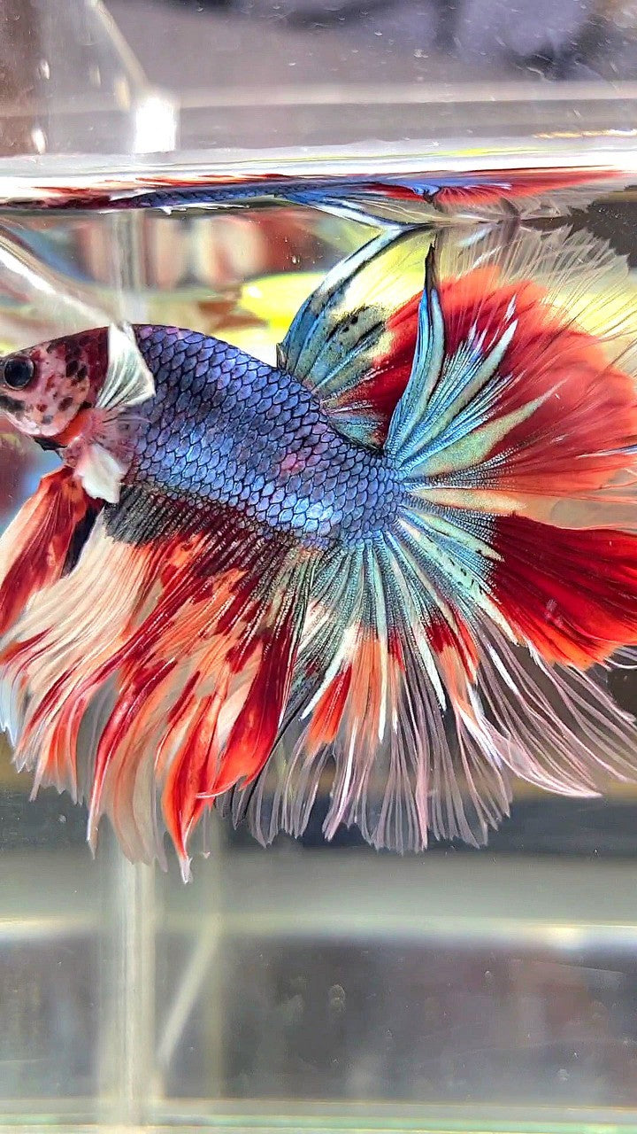 XL HALFMOON DUMBO EAR UNIQUE BLUE FANCY FIRE NEMO MULTICOLOR BETTA FISH