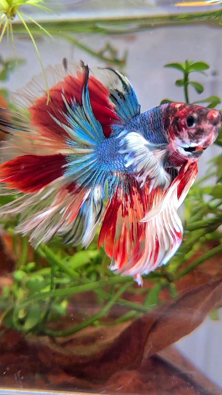 XL HALFMOON DUMBO EAR UNIQUE BLUE FANCY FIRE NEMO MULTICOLOR BETTA FISH