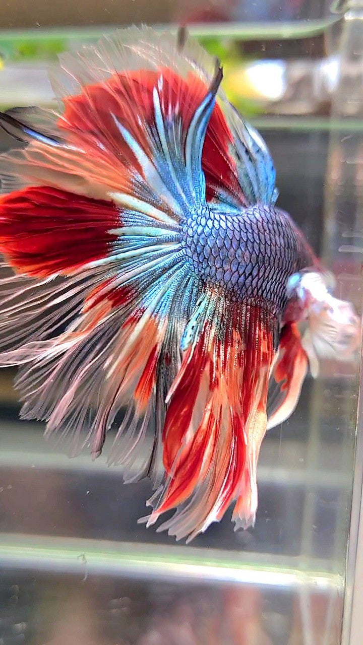 XL HALFMOON DUMBO EAR UNIQUE BLUE FANCY FIRE NEMO MULTICOLOR BETTA FISH