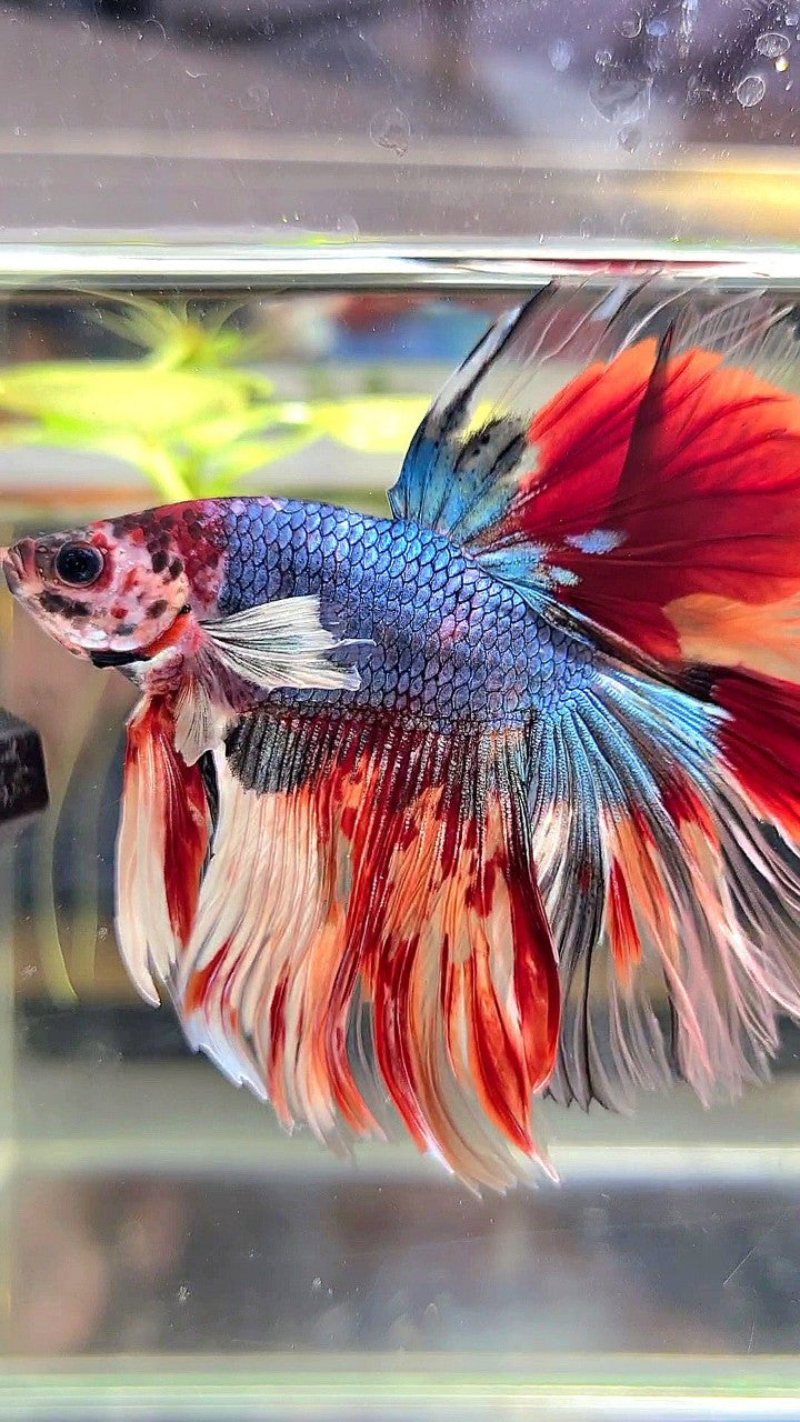 XL HALFMOON DUMBO EAR UNIQUE BLUE FANCY FIRE NEMO MULTICOLOR BETTA FISH