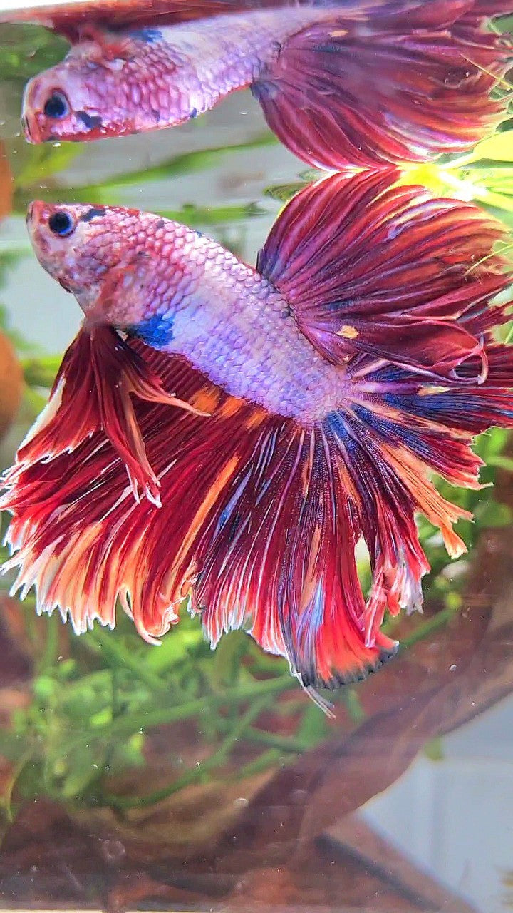 XL HALFMOON ROSETAIL SUPER PINK PURPLE CANDY MULTICOLOR BETTA FISH